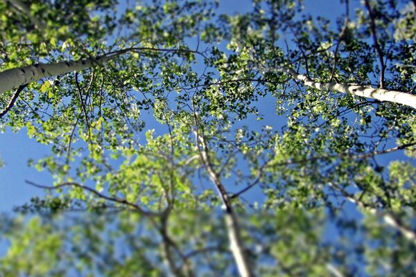 Der blaue Himmel ist durch Birken sichtbar