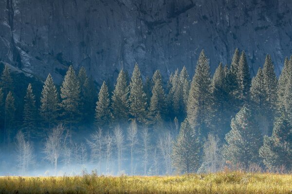 Bosque en la distancia. hermosa naturaleza