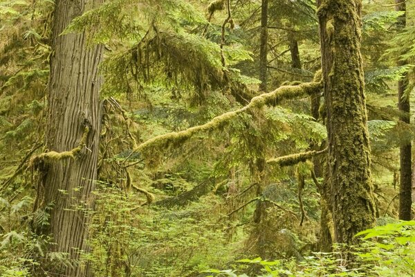 Vecchia fitta foresta invasa