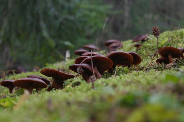 Clareira de cogumelos na floresta de outono