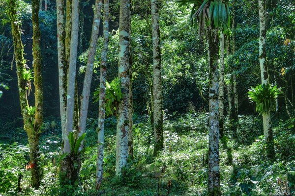 Selva intransponível e musgo árvores arborizadas