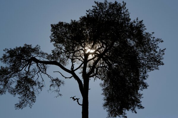 Ein hoher Weihnachtsbaum verdeckt die Sonne