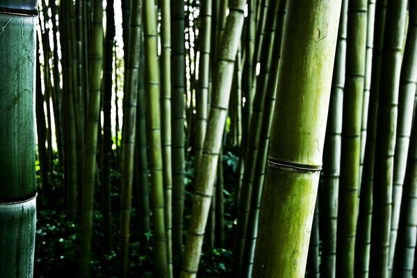 Forêt orientale de troncs de bambou