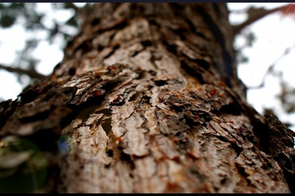 La corteccia di legno odora di foresta