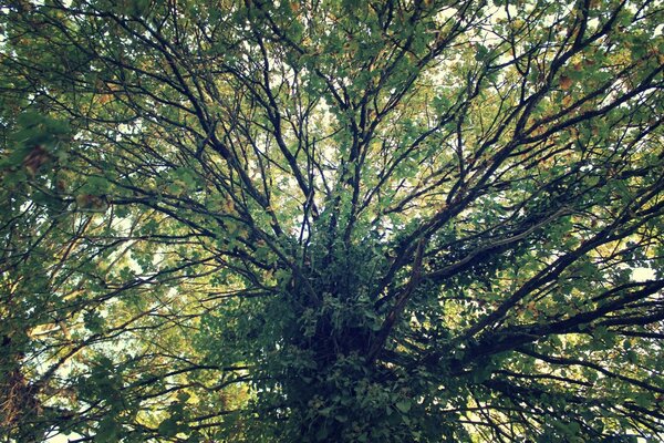 Dense deciduous tree crown