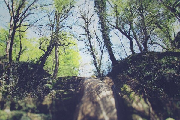 Hermoso bosque con piedras