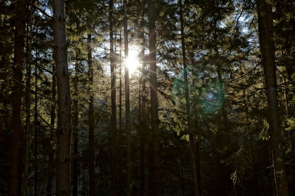 Landscape: the sun through the forest