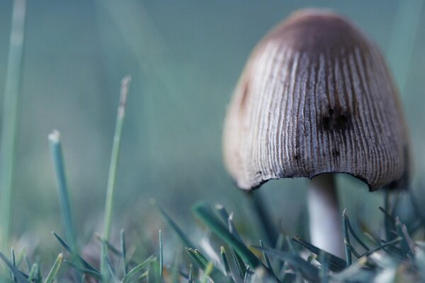 Ein einsamer Pilz im Gras