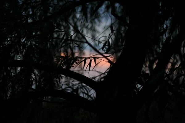 Twilight light and the silhouette of a man