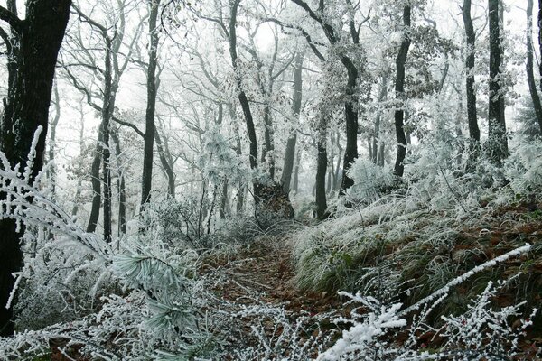 Trees covered with frosty frost