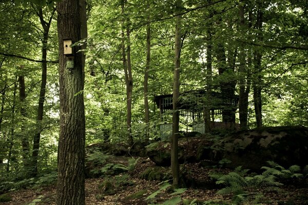 Forest landscape with an abandoned gazebo