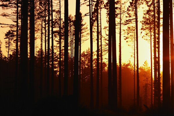 Graceful pine trees on the background of sunset