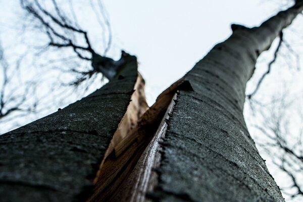 Arbres inhabituellement dispersés sur les côtés