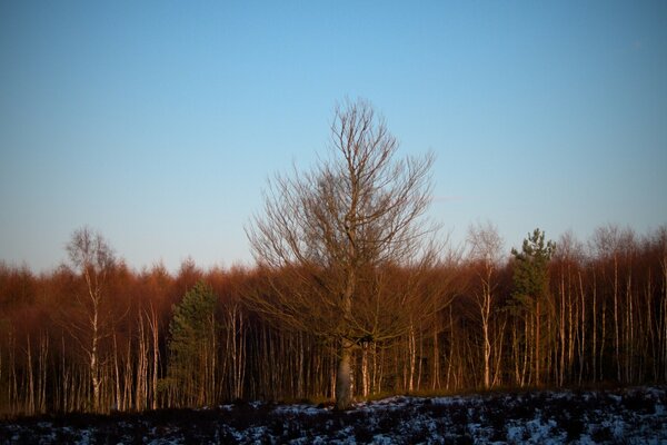 Bosque de primavera denso con restos de nieve