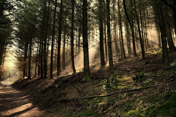 Rayos de luz impregnan el bosque