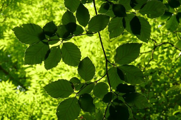 Schöner Wald an einem Sommertag