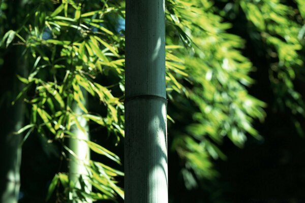 Une variété inhabituelle de bois est très belle