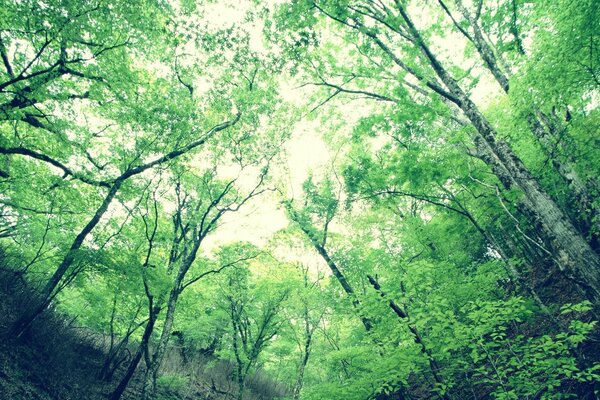 Grüne Krone, die in den Himmel übergeht