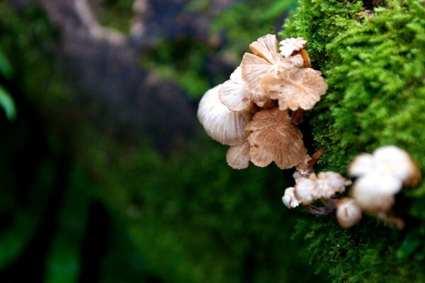 Mushrooms grow on a stump covered with moss