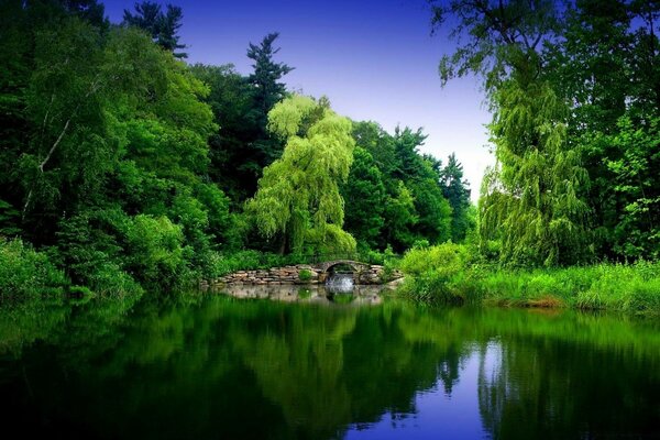 Beautiful green trees on the background of the lake