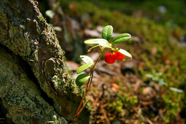 Wild berries near the root of the tree