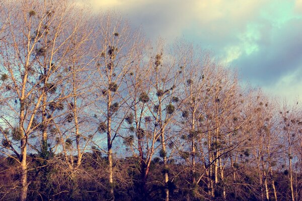 Trees that have become a home for birds