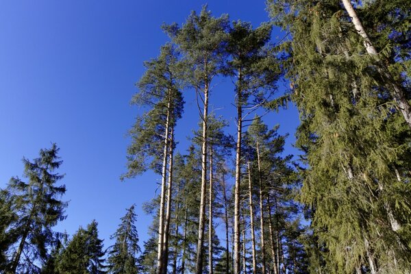 Nature in summer under the open sky