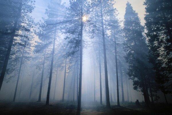 Light breaks through the tall Christmas trees