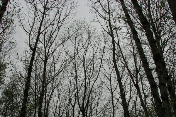 Corone di alberi su uno sfondo di cielo coperto