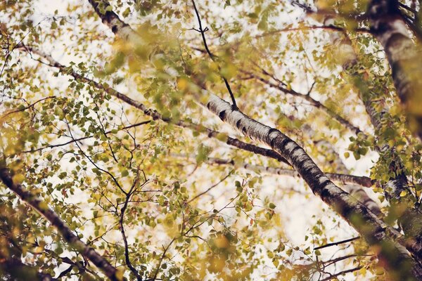 Golden crowns of trees in the sky