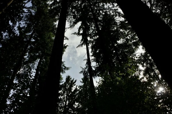 أشجار طويلة في الغابة