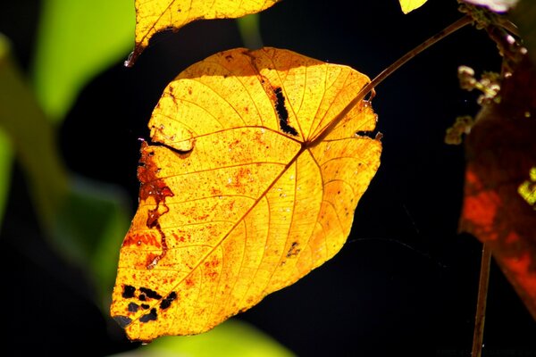 Hoja de naranja colgando de una rama