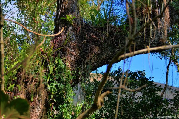 Enredaderas colgantes de un árbol viejo