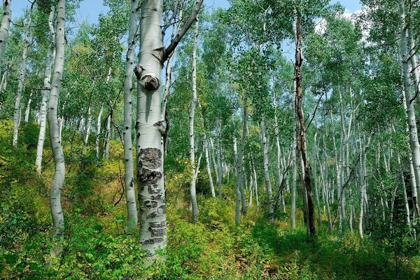 Beautiful birch forest, white trees