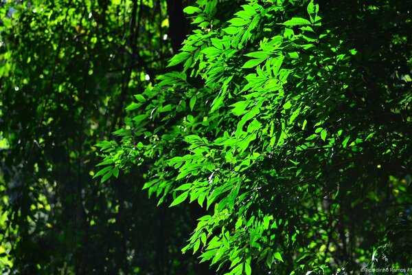 Beautiful leaves on a tree