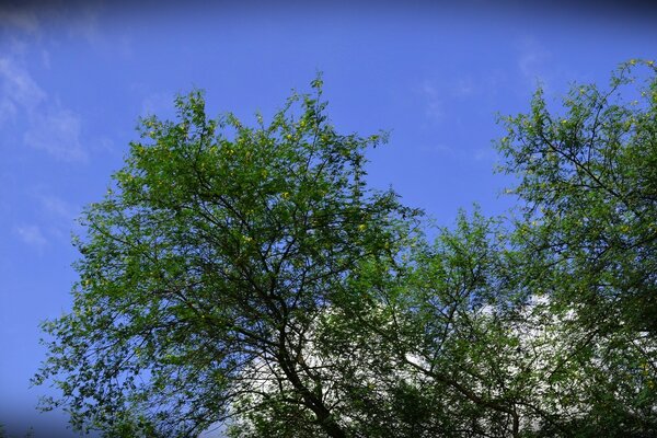 Die Landschaft ist natürlich und der Himmel ist blau