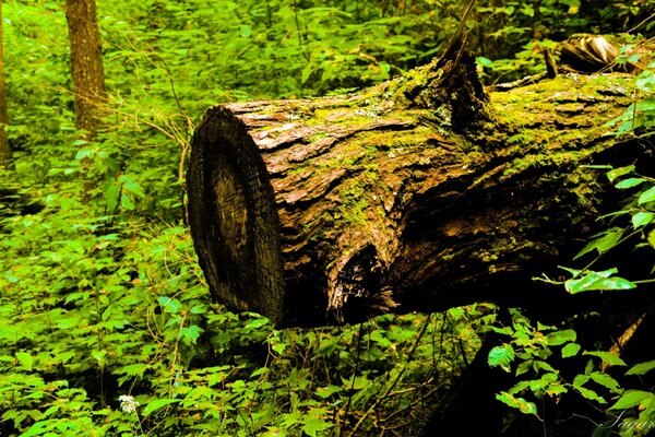 Un arbre en ruine au centre du paysage