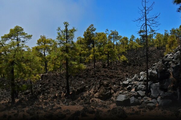 A young forest in a mountainous area