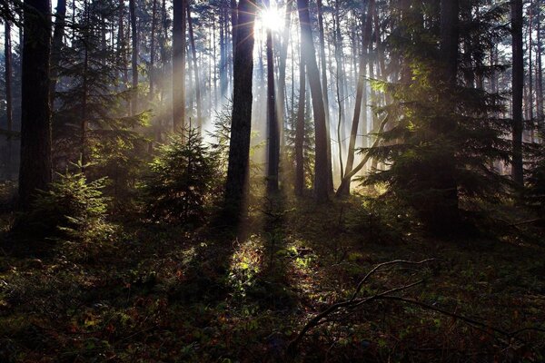 Rayos de luz impregnan el bosque