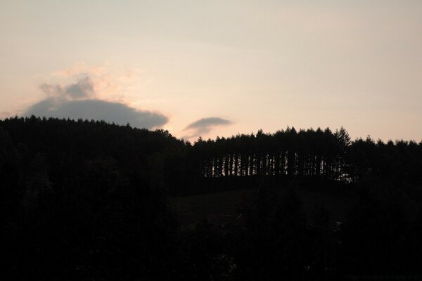 Sonnenuntergang und Nebel umhüllten den Wald