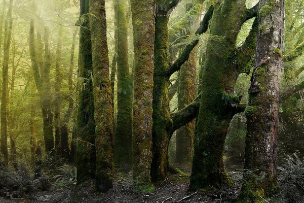 Alberi coperti di muschio in una foresta cupa illuminata dal sole