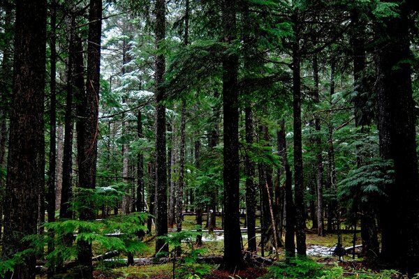 Grands arbres, forêt de conifères