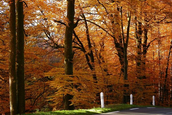 Asphalt road in the autumn forest