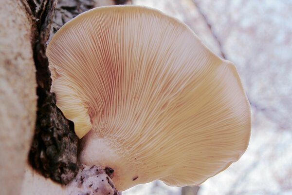 The fungus is located in close-up on something