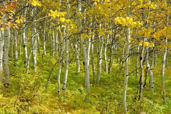 Abedul joven en el bosque de otoño