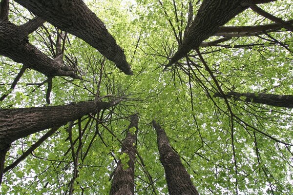 Feuillage naturel et grands arbres