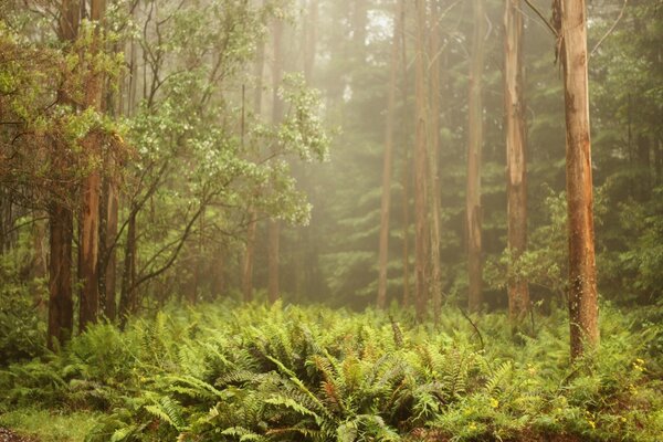 Pleasant smell of trees in the forest