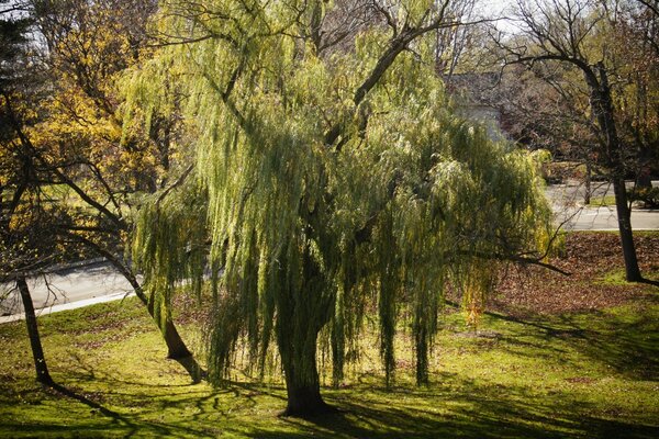 Ripresa di un albero pittoresco sul vicolo