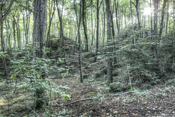 Forest nature. bushes and trees