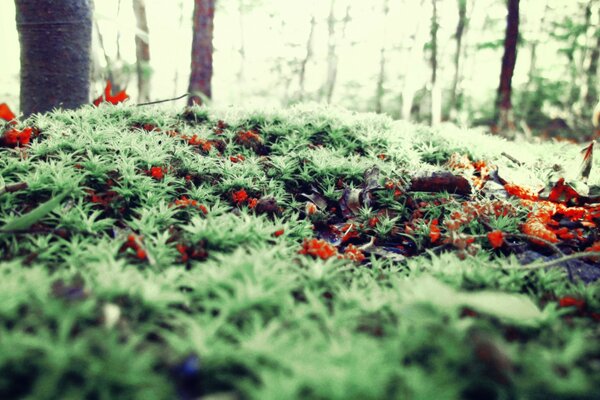 Waldmoos gefällt dem Auge